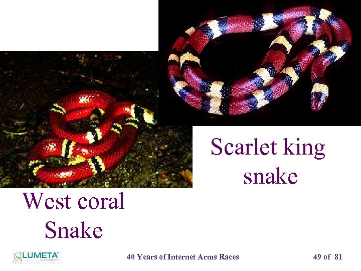 West coral Snake Scarlet king snake 40 Years of Internet Arms Races 49 of