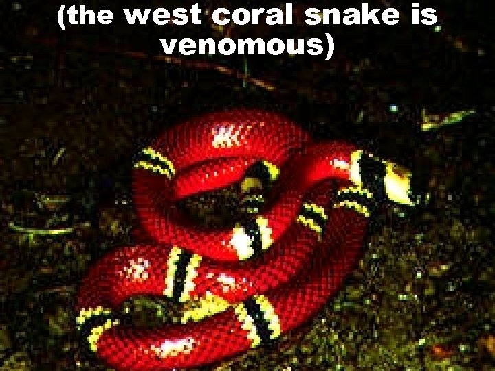 (the west coral snake is venomous) 81 slides 