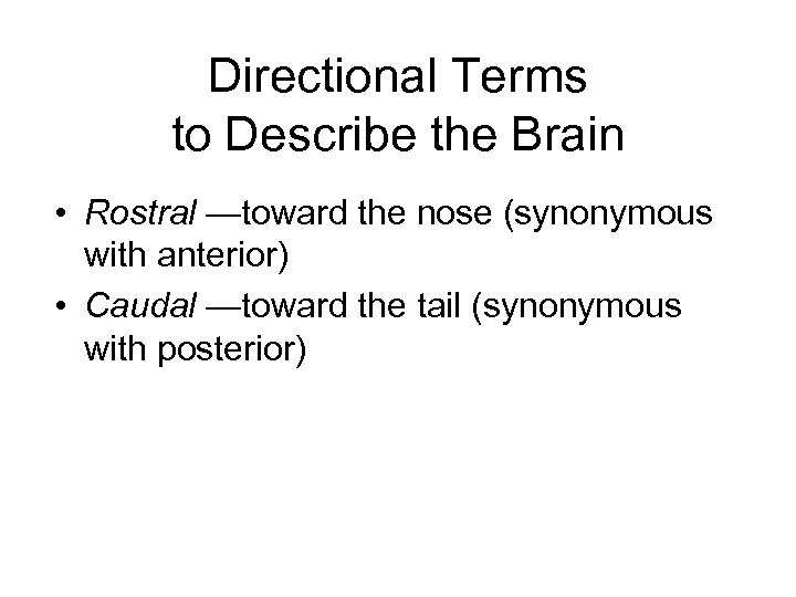 Directional Terms to Describe the Brain • Rostral —toward the nose (synonymous with anterior)