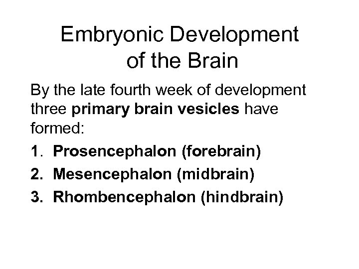 Embryonic Development of the Brain By the late fourth week of development three primary