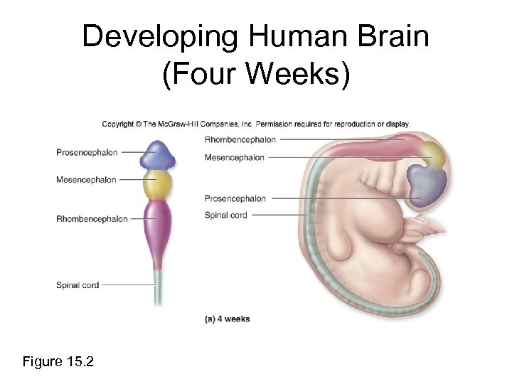 Developing Human Brain (Four Weeks) Figure 15. 2 