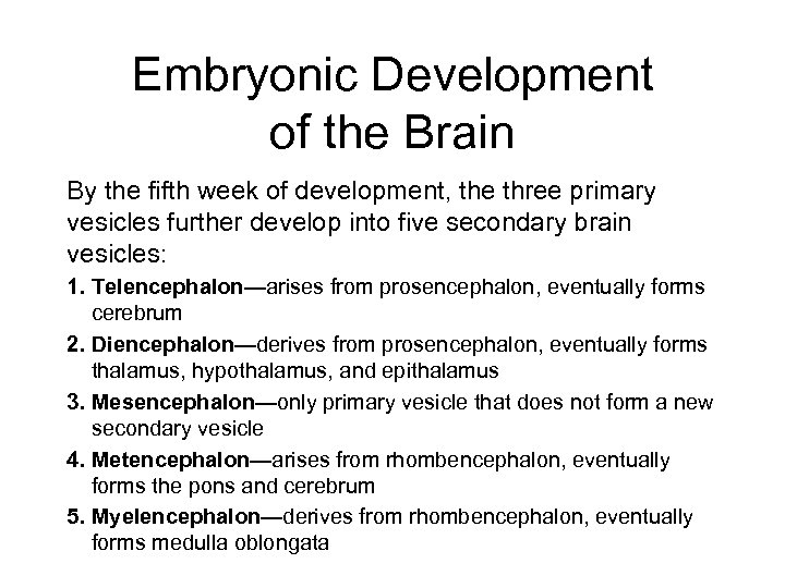 Embryonic Development of the Brain By the fifth week of development, the three primary