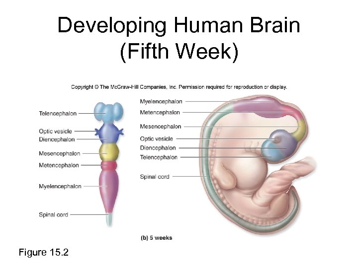 Developing Human Brain (Fifth Week) Figure 15. 2 
