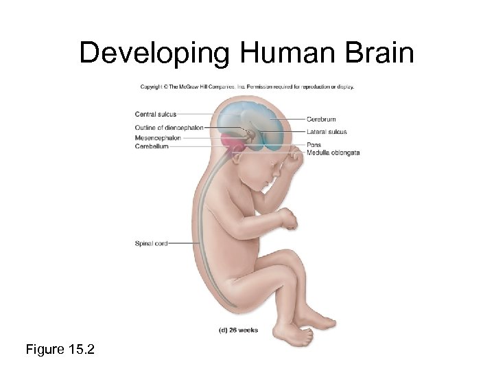 Developing Human Brain Figure 15. 2 