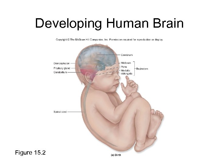 Developing Human Brain Figure 15. 2 