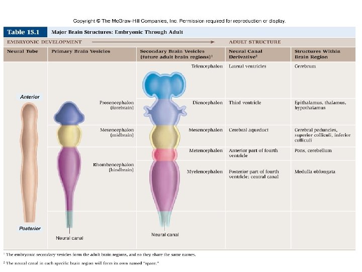 Developing Human Brain 