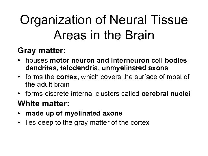 Organization of Neural Tissue Areas in the Brain Gray matter: • houses motor neuron