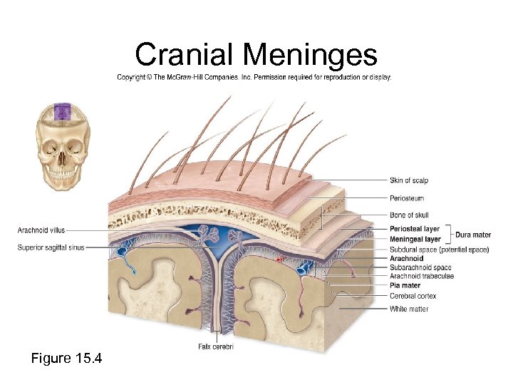 Cranial Meninges Figure 15. 4 