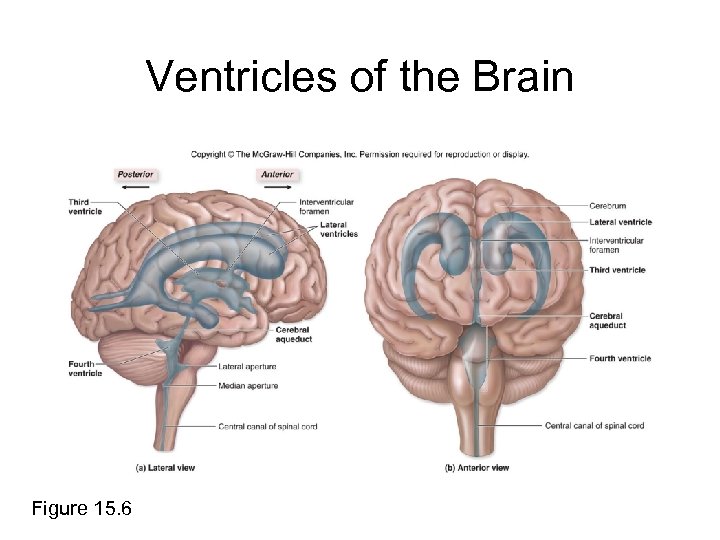 Ventricles of the Brain Figure 15. 6 
