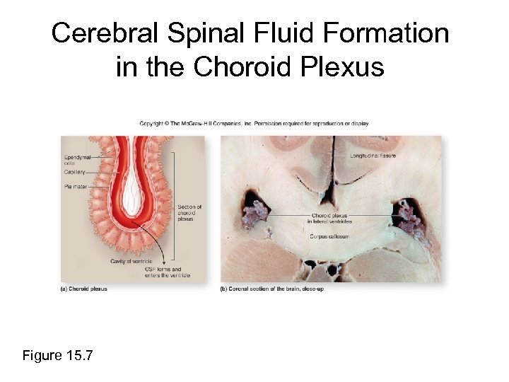 Cerebral Spinal Fluid Formation in the Choroid Plexus Figure 15. 7 