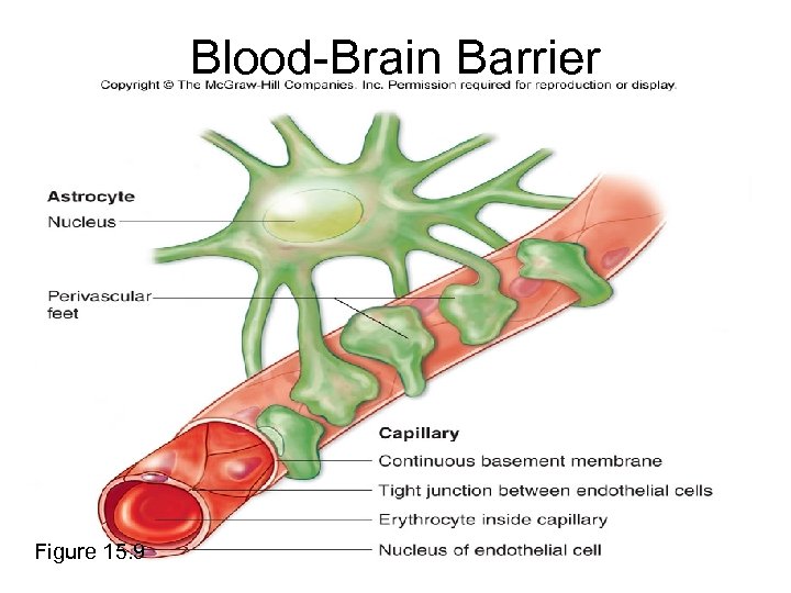 Blood-Brain Barrier Figure 15. 9 