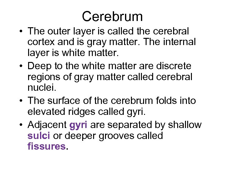 Cerebrum • The outer layer is called the cerebral cortex and is gray matter.