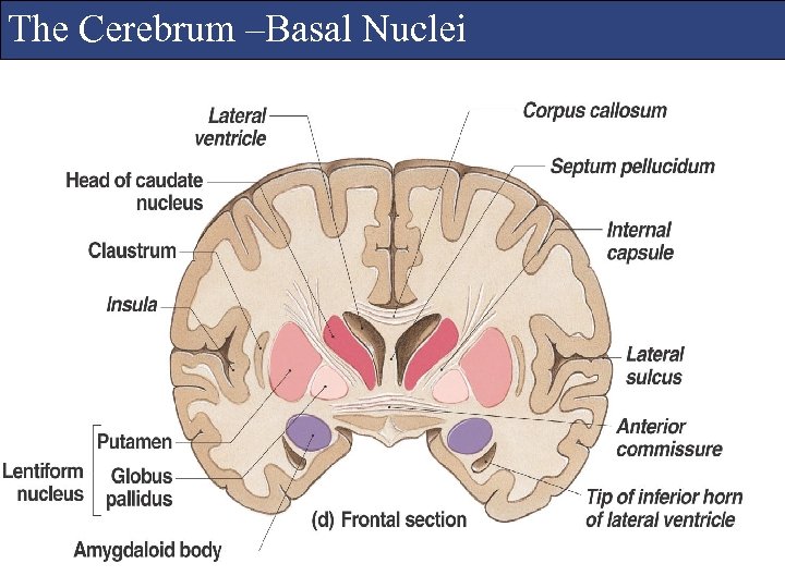 The Cerebrum –Basal Nuclei 