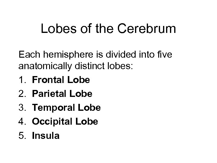 Lobes of the Cerebrum Each hemisphere is divided into five anatomically distinct lobes: 1.