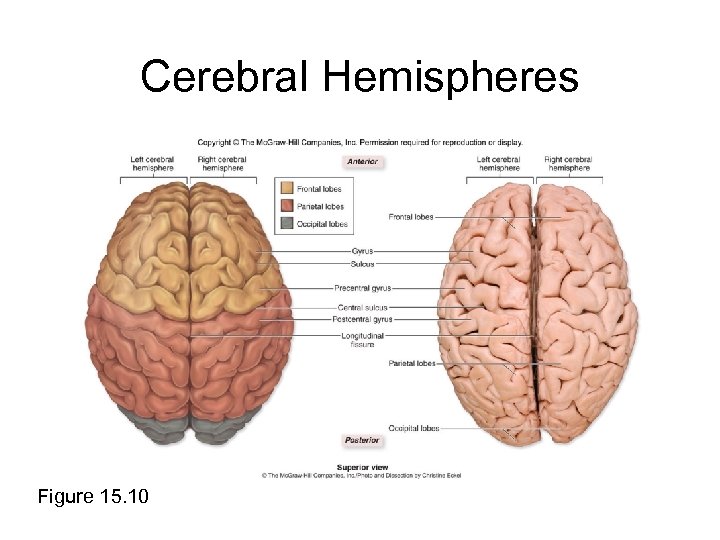 Cerebral Hemispheres Figure 15. 10 
