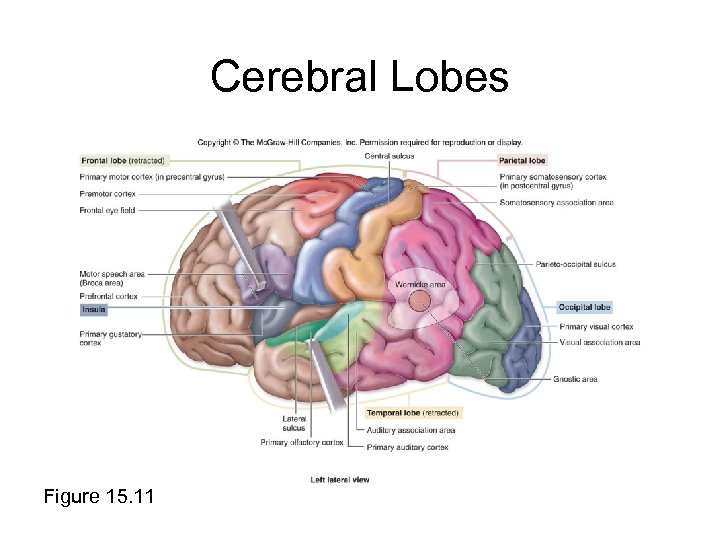 Cerebral Lobes Figure 15. 11 