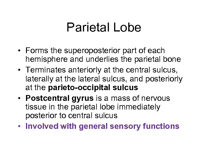 Parietal Lobe • Forms the superoposterior part of each hemisphere and underlies the parietal