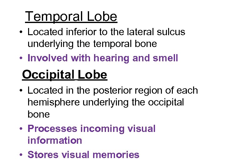 Temporal Lobe • Located inferior to the lateral sulcus underlying the temporal bone •