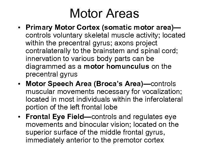 Motor Areas • Primary Motor Cortex (somatic motor area)— controls voluntary skeletal muscle activity;