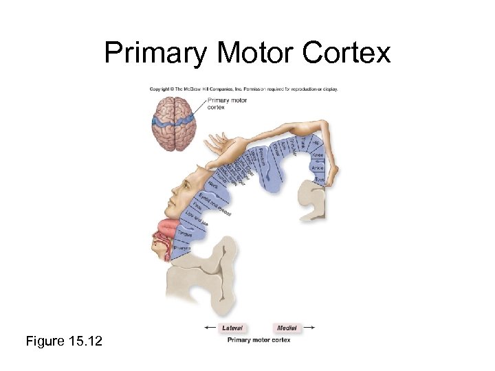 Primary Motor Cortex Figure 15. 12 