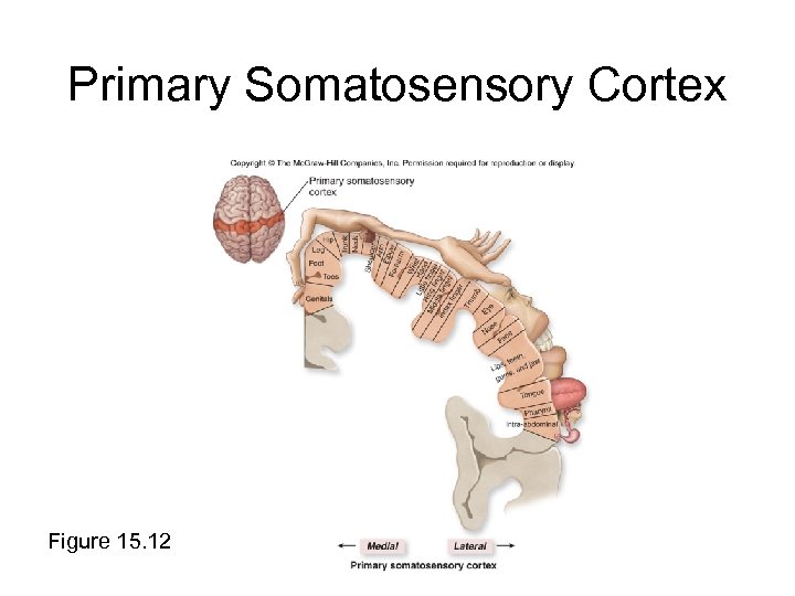 Primary Somatosensory Cortex Figure 15. 12 