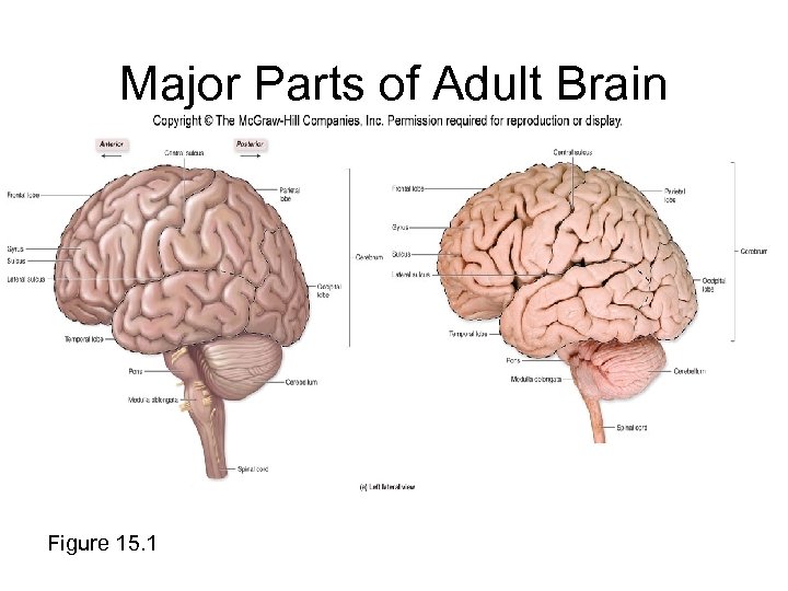 Major Parts of Adult Brain Figure 15. 1 