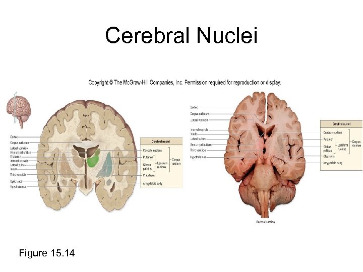 Cerebral Nuclei Figure 15. 14 