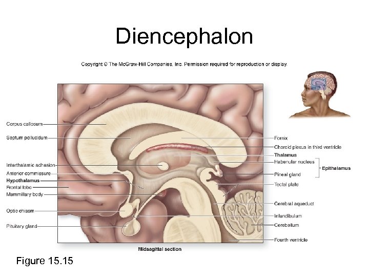 Diencephalon Figure 15. 15 