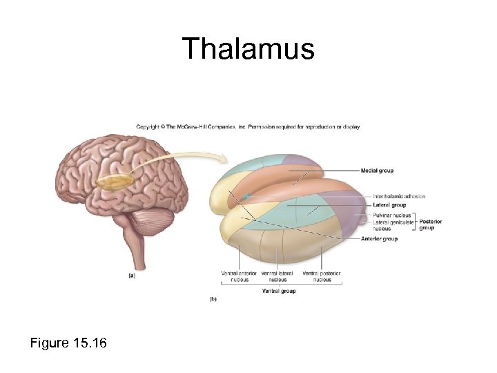 Thalamus Figure 15. 16 