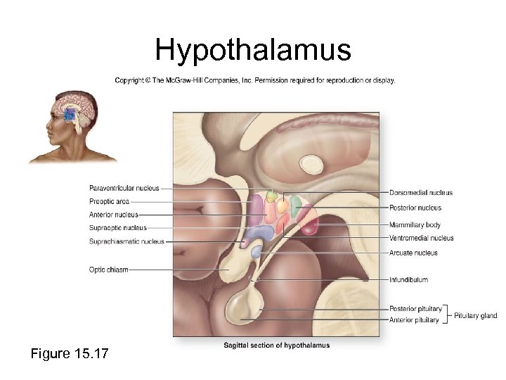 Hypothalamus Figure 15. 17 
