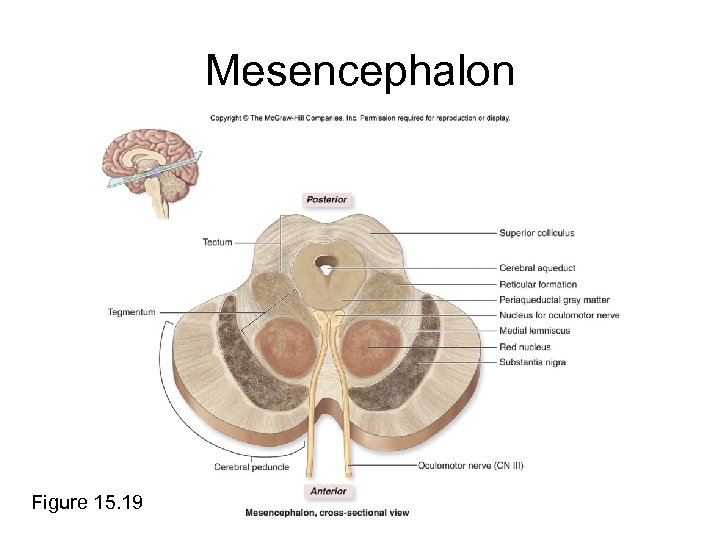 Mesencephalon Figure 15. 19 