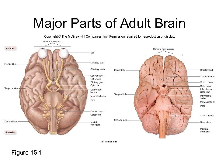 Major Parts of Adult Brain Figure 15. 1 