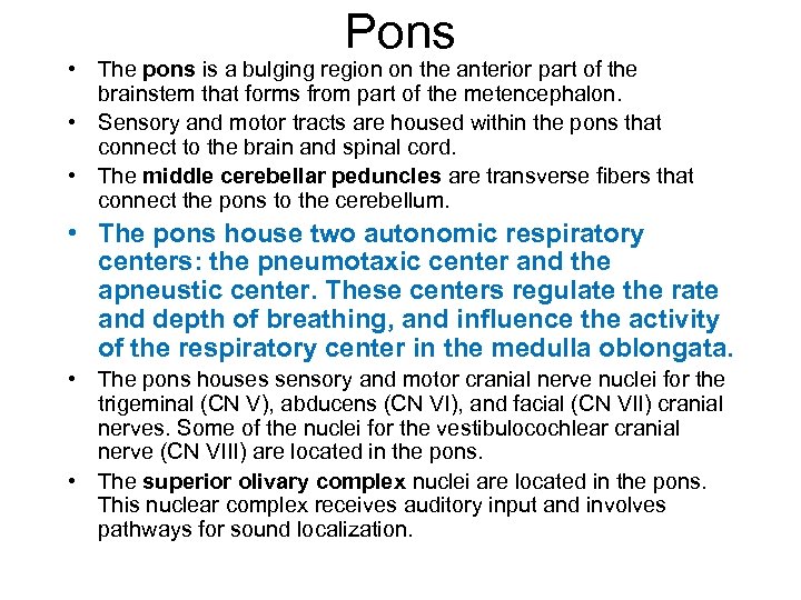Pons • The pons is a bulging region on the anterior part of the