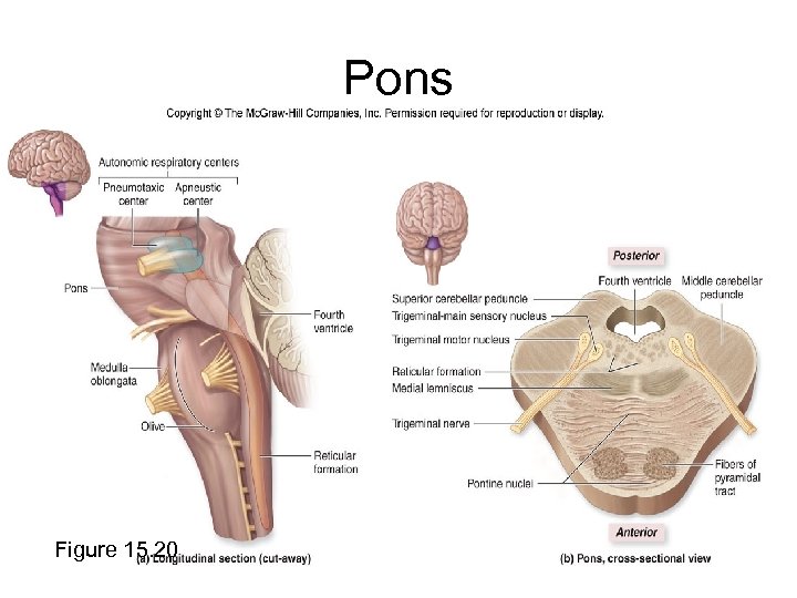 Pons Figure 15. 20 