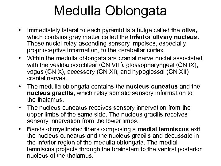 Medulla Oblongata • Immediately lateral to each pyramid is a bulge called the olive,