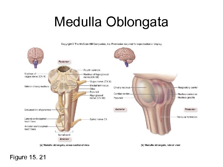 Medulla Oblongata Figure 15. 21 
