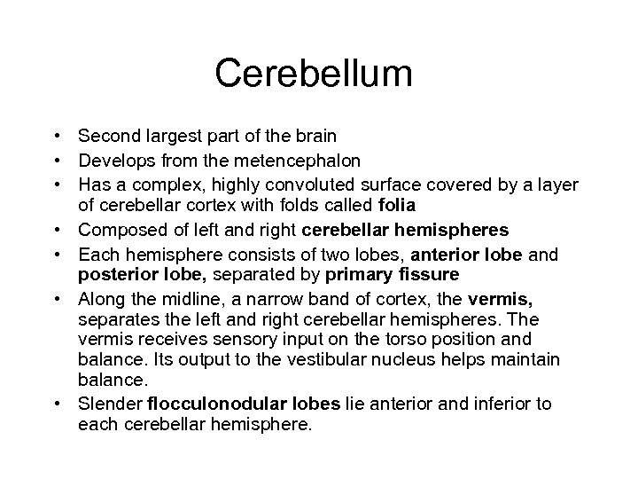 Cerebellum • Second largest part of the brain • Develops from the metencephalon •