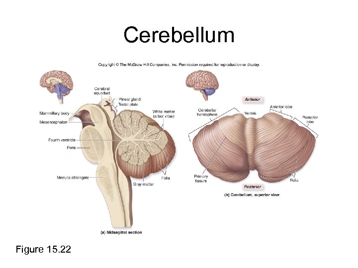 Cerebellum Figure 15. 22 