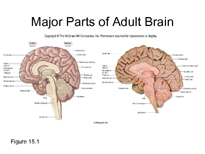Major Parts of Adult Brain Figure 15. 1 