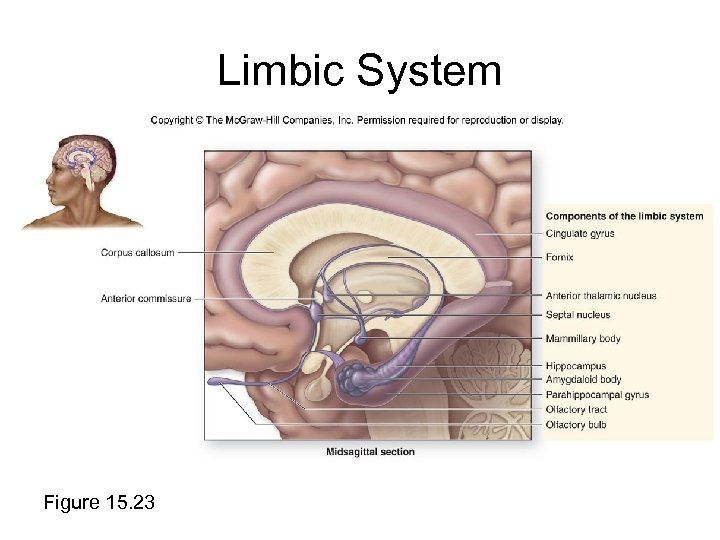 Limbic System Figure 15. 23 