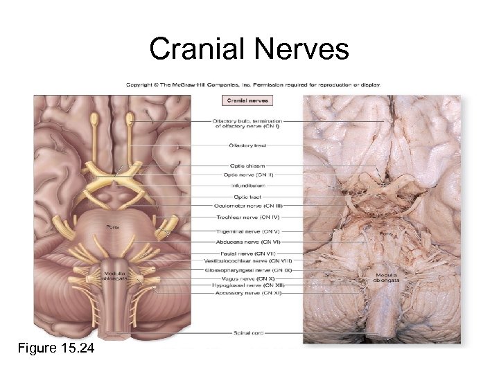 Cranial Nerves Figure 15. 24 
