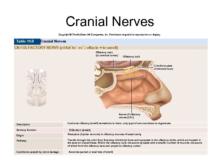 Cranial Nerves Copyright © The Mc. Graw-Hill Companies, Inc. Permission required for reproduction or