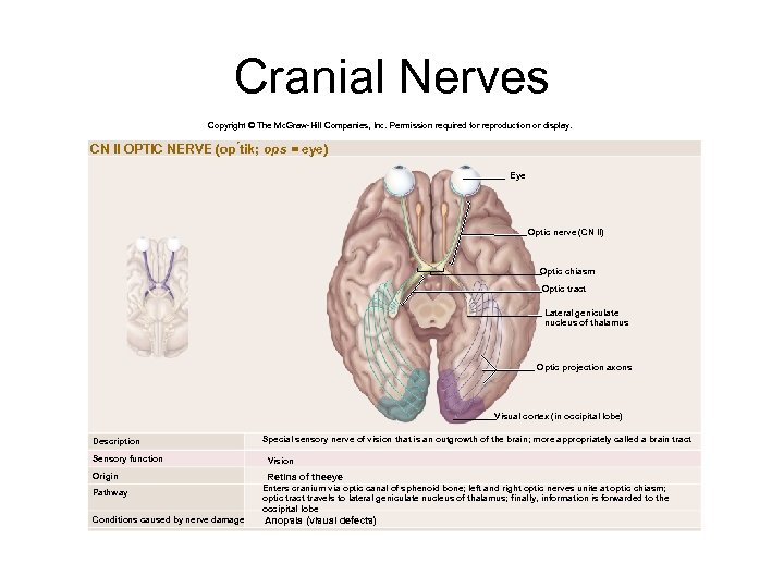 Cranial Nerves Copyright © The Mc. Graw-Hill Companies, Inc. Permission required for reproduction or
