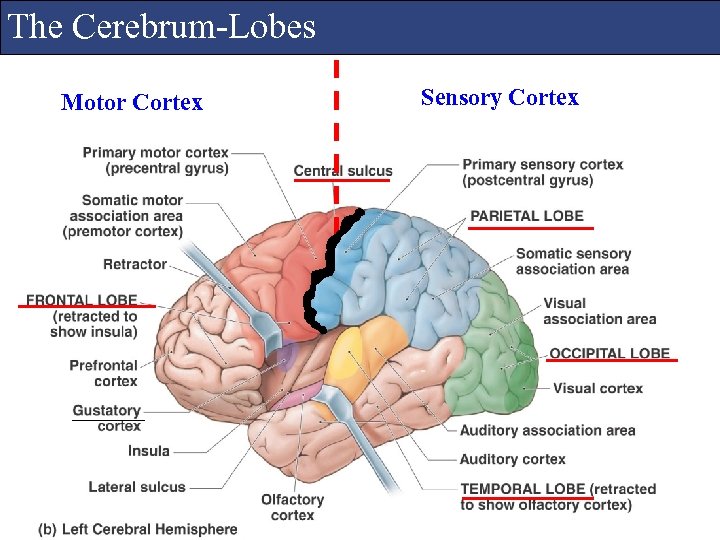 The Cerebrum-Lobes Motor Cortex Sensory Cortex 
