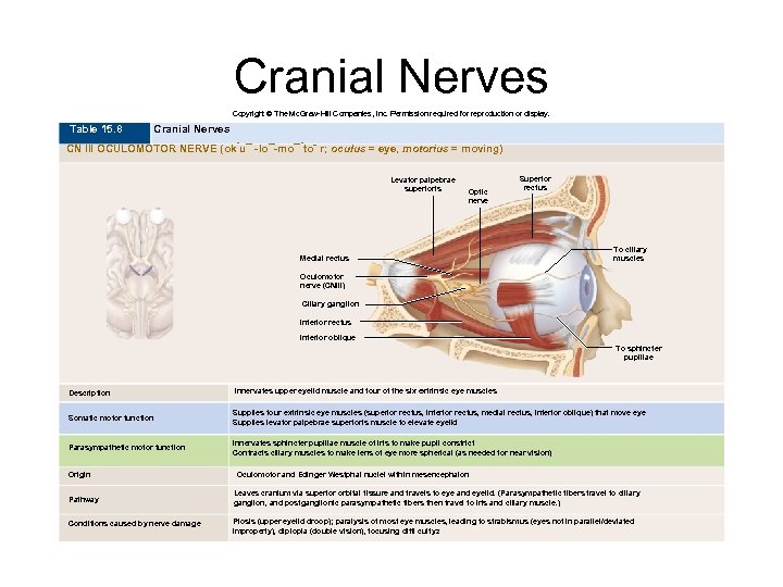 Cranial Nerves Copyright © The Mc. Graw-Hill Companies, Inc. Permission required for reproduction or