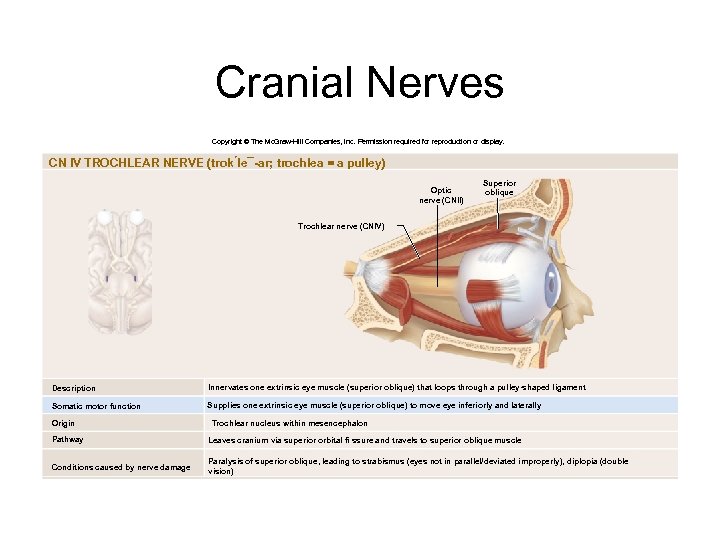 Cranial Nerves Copyright © The Mc. Graw-Hill Companies, Inc. Permission required for reproduction or