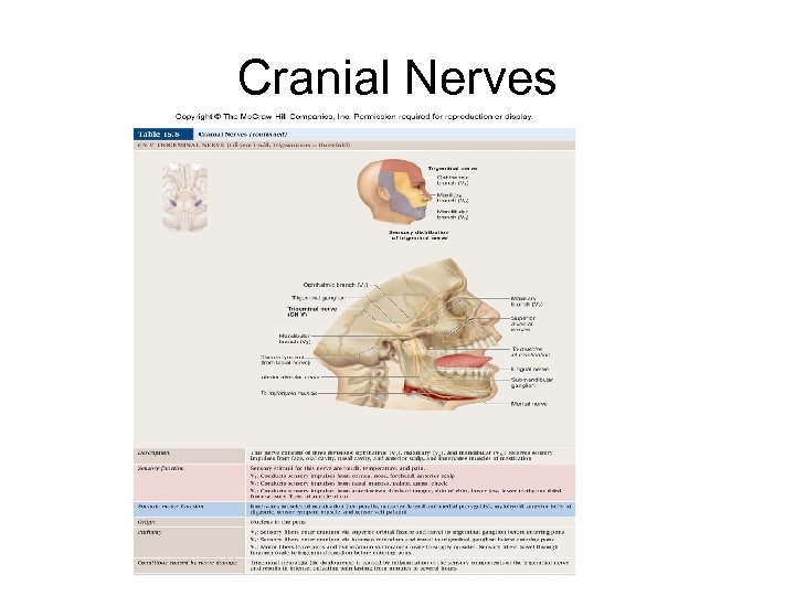 Cranial Nerves 