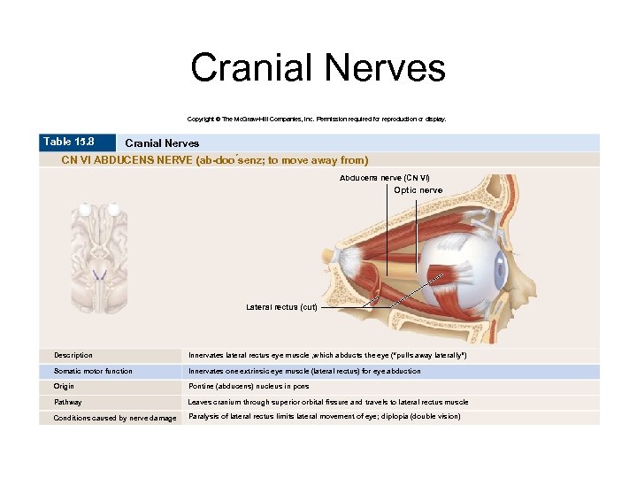 Cranial Nerves Copyright © The Mc. Graw-Hill Companies, Inc. Permission required for reproduction or