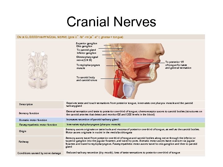 Cranial Nerves CN IX GLOSSOPHARYNGEAL NERVE (glos o¯ -fa˘ -rin je¯ -a˘ l; glossa