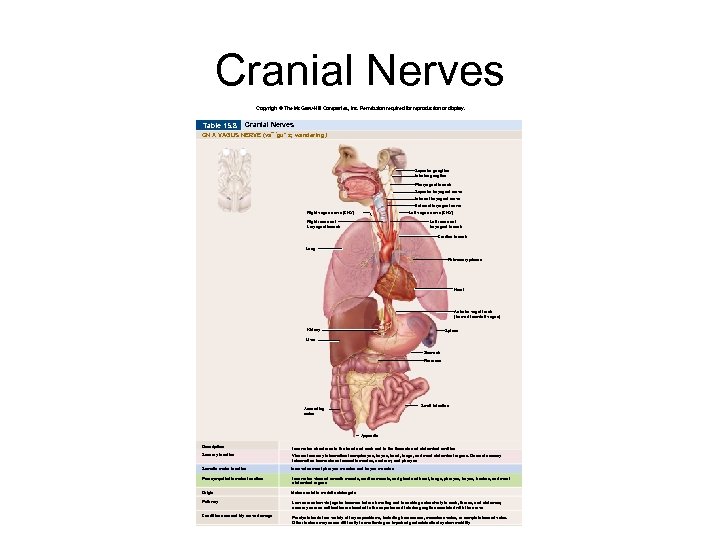 Cranial Nerves Copyright © The Mc. Graw-Hill Companies, Inc. Permission required for reproduction or